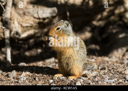 Columbian ground squirrel (Urocitellus columbianus) Standing and eating, a cute pose. Kananaskis, AB, Canada Stock Photo