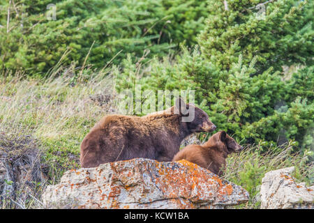 Black Bear (Ursus americanus) Female Black Bear, with cub,  on look out for danger, Waterton National Park, Albeta, Canada Stock Photo