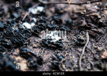 Extreme Close-Up Of White Slime Mould Growing On Tree Bark Stock Photo