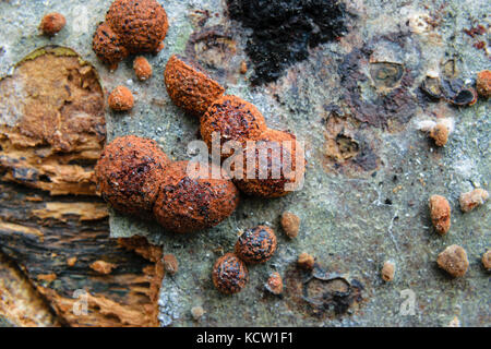 High Angle View Of Beech Woodwart Fungi Or Hypoxylon Fragiforme On Tree Bark Stock Photo