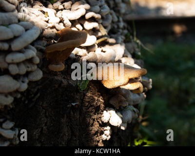 Side Angle View Of Mushrooms Growing On Old Tree Trunk Bathing In Sunlight Stock Photo