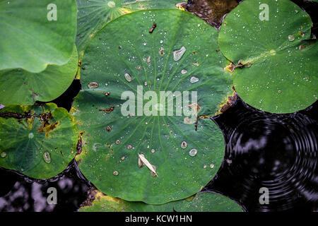 High Angle View Of Lily Pads Covered In Rain Drops After Summer Rain Stock Photo