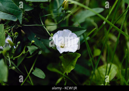 High Angle View Of Hedge Bindweed Or Calystegia Sepium Surrounded By Other Plants Stock Photo