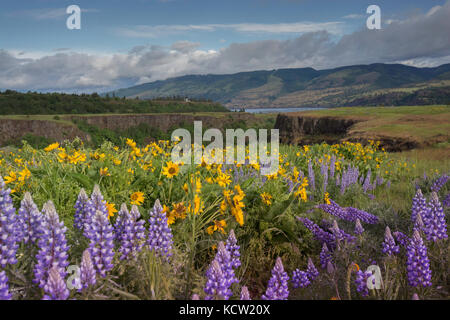 Columbia River Gorge, Oregon, USA, Balsamroot and Lupine wildflowers Stock Photo