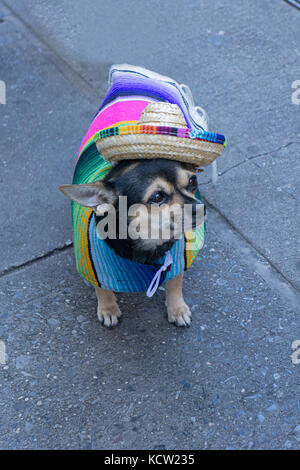 A Mexican Chihuahua dog dressed in a sombrero and blanket on East 14th Street in lower Manhattan, New York City. Stock Photo