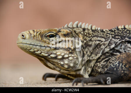 Green iguana, Iguana iguana, Trinidad,  Cuba Stock Photo