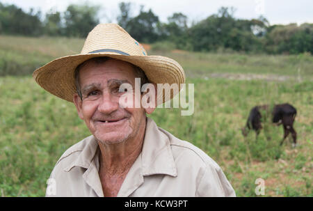 Tobacco farmer and ripe tobacco plants,  Vinales, Cuba Stock Photo