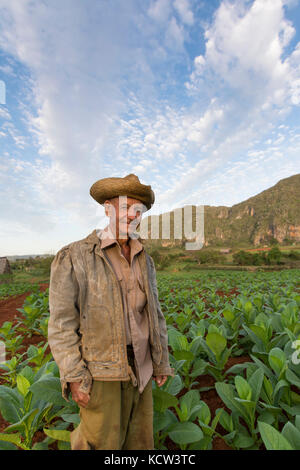 Tobacco farmer and ripe tobacco plants,  Vinales, Cuba Stock Photo