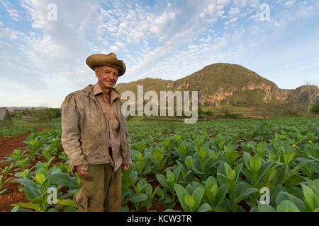 Tobacco farmer and ripe tobacco plants,  Vinales, Cuba Stock Photo