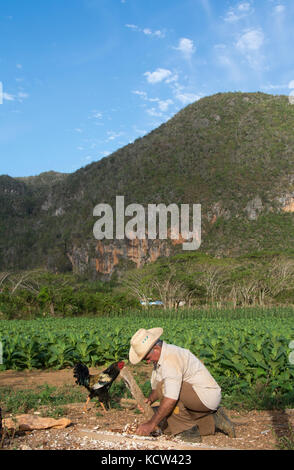 Tobacco farmer and ripe tobacco plants,  Vinales, Cuba Stock Photo