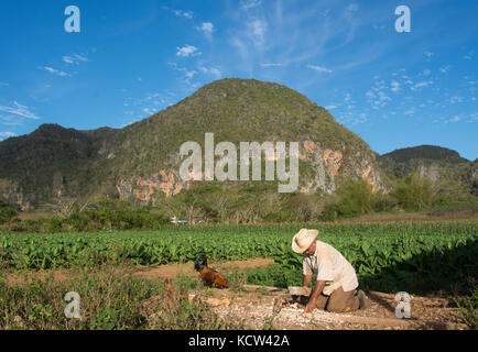 Tobacco farmer and ripe tobacco plants,  Vinales, Cuba Stock Photo