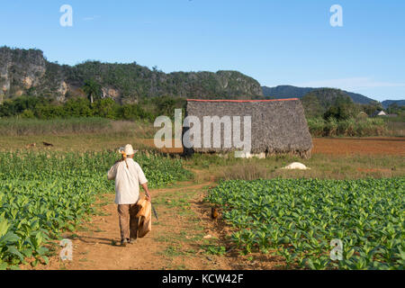 Tobacco farmer and ripe tobacco plants,  Vinales, Cuba Stock Photo