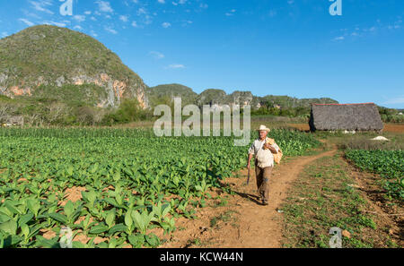 Tobacco farmer and ripe tobacco plants,  Vinales, Cuba Stock Photo