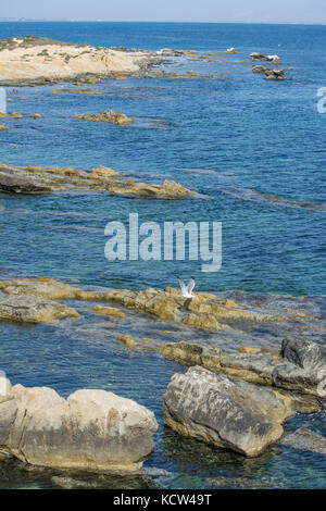 Seagull flying over a rocky cove and blue Mediteranian sea on the Spanish island of Tabarca Stock Photo