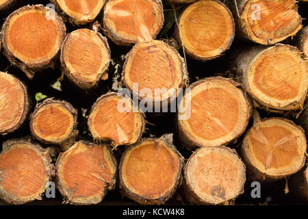 Pile of felled trees in woodland clearing at a nature park in Northan Ireland. Several rows of timber in stacks of mixed sizes along the pathways. Stock Photo