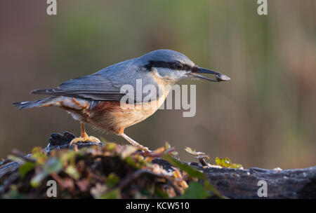 European Nuthatch (Sitta europaea) with nut in mouth in England, UK Stock Photo