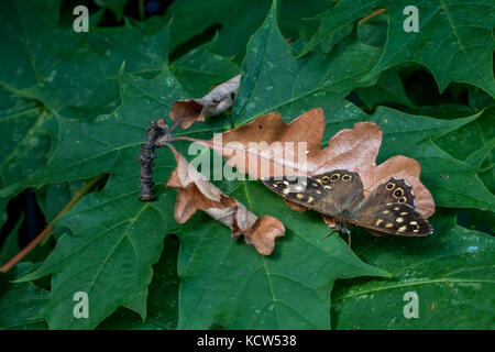 UK wildlife: Speckled wood butterfly resting on an autumn leaf in camouflage, hidden by mirroring the edge of the leaf Stock Photo