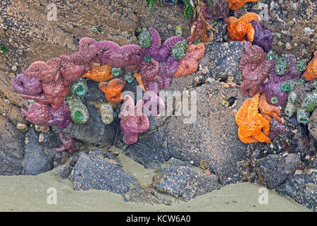 Starfish on shore of Pacific Ocean at low tide, Pacific Rim National Park, British Columbia, Canada Stock Photo
