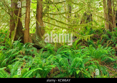 Coastal temperate rainforest, Egmont, British Columbia, Canada Stock Photo