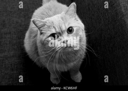 Red cat looks in camera Stock Photo