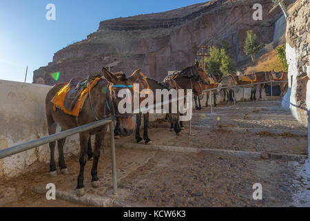 Donkeys on the steps of Fira, Santorini, Greece. Stock Photo