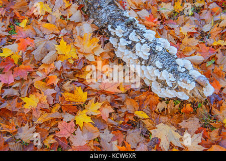 sugar maple leaves (Acer saccharum) and log covered with bracket fungi in autumn, Fairbank Provincial Park, Ontario, Canada Stock Photo