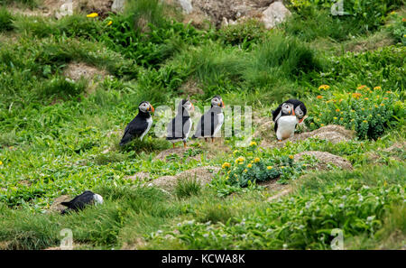 Atlantic puffins (Fratercula arctica) on ledge of cliff on the north Atlantic ocean. It is the official bird of Newfoundland and Labrador since 1992., Elliston, Newfoundland & Labrador, Canada Stock Photo
