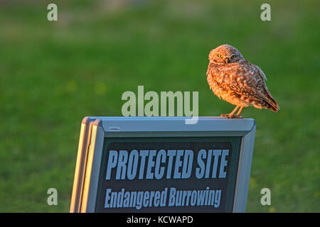 Burrowing Owl (Athene cunicularia) on sign  in grasslands, Grasslands National Park, Saskatchewan, Canada Stock Photo