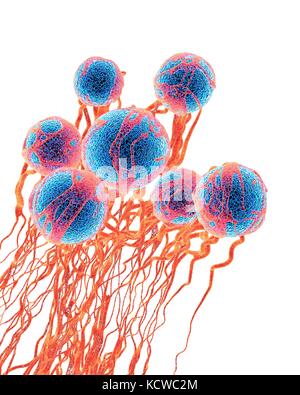 Cancer cells. Computer illustration of cancer cells, showing the blood vessel formation providing the the cells with oxygens and nutrigens. The cells with their nuclei are shown in blue. Stock Photo