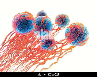 Cancer cells. Computer illustration of cancer cells, showing the blood vessel formation providing the the cells with oxygens and nutrigens. The cells with their nuclei are shown in blue. Stock Photo