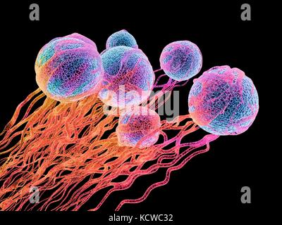 Cancer cells. Computer illustration of cancer cells, showing the blood vessel formation providing the the cells with oxygens and nutrigens. The cells with their nuclei are shown in blue. Stock Photo