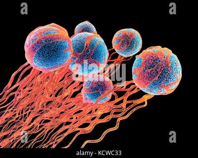 Cancer cells. Computer illustration of cancer cells, showing the blood vessel formation providing the the cells with oxygens and nutrigens. The cells with their nuclei are shown in blue. Stock Photo