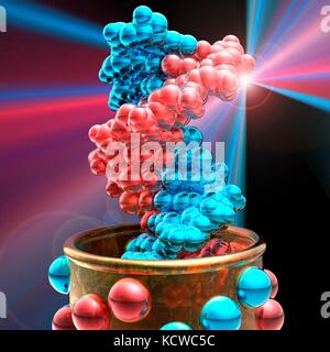 Conceptual illustration of a double stranded DNA (deoxyribonucleic acid) molecule with DNA generating or editing equipment. DNA is composed of two strands twisted into a double helix. Each strand consists of a sugar-phosphate backbone attached to nucleotide bases. There are four bases: adenine, cytosine, guanine and thymine. The bases are joined together by hydrogen bonds. DNA contains sections called genes that encode the body's genetic information. Stock Photo