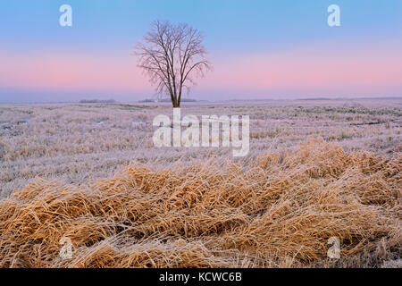 Plains cottonwood (Populus deltoides) in hoarfrost covered farmer's field, Dugald, Manitoba, Canada Stock Photo