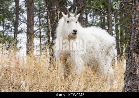 Mountain goat (Oreamnos americanus), Black Hills, South Dakota, USA Stock Photo