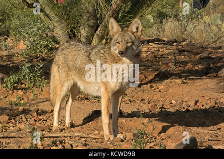 Coyote, Captive, Canis latrans, Arizona Sonoran Desert Museum, Tucson, AZ, USA Stock Photo