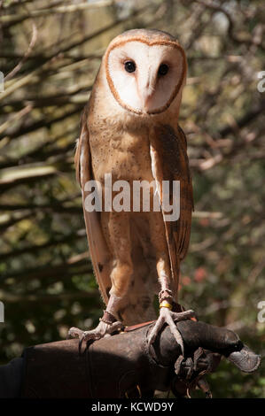 Barn Owl (Tyto alba) on falconers glove, Arizona Sonoran Desert Museum, Tucson, AZ