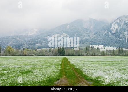 Wet spring snow in already fresh green meadows bellow mountains. Straight  muddy tractor way. April weather. Poor lighting conditions. Stock Photo