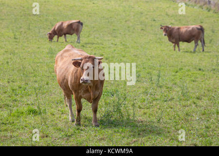 LIMOUSIN, FRANCE: AUGUST 8, 2017: A horned female  limousin meat cow in a green pasture with two other cows in the back. Stock Photo