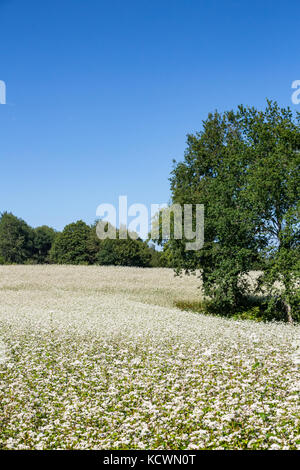 A field surrounded by trees is covered with white flowering Buckwheat (Fagopyrum esculentum) - a natural fertilizer and cover crop. Stock Photo