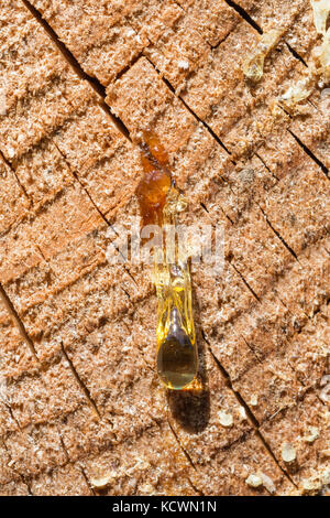 Close-up of a drip of resin from a Pine tree. in the sunlight. Stock Photo