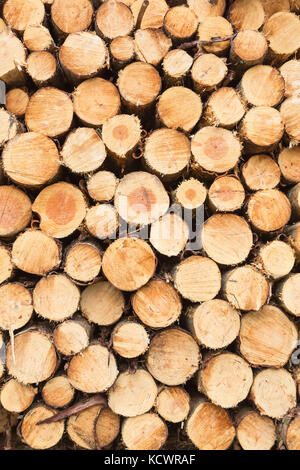 Abstract view on stacked or piled sawn tree trunks. Stock Photo