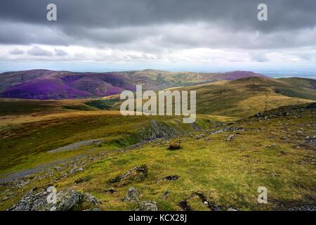 Purple heather on the Northern Fells Stock Photo