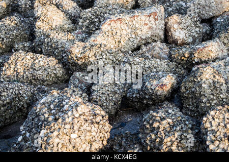 Small Oyster on the stone in Can Gio beach. Can Gio is a small and peaceful  town near Ho Chi Minh city, located in South of Vietnam, Can Gio is famou Stock Photo