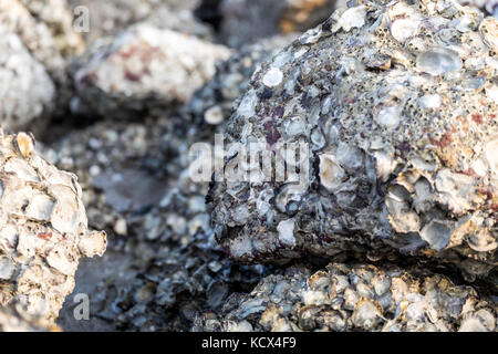 Small Oyster on the stone in Can Gio beach. Can Gio is a small and peaceful  town near Ho Chi Minh city, located in South of Vietnam, Can Gio is famou Stock Photo