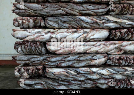 The Kambala Balik which is the name of the largest fish factory in Aralsk. Fish are sorted, washed and get frozen. When refrigerated trucks are full,  Stock Photo