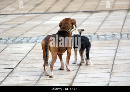icture of a sad stray dogs on the street Stock Photo