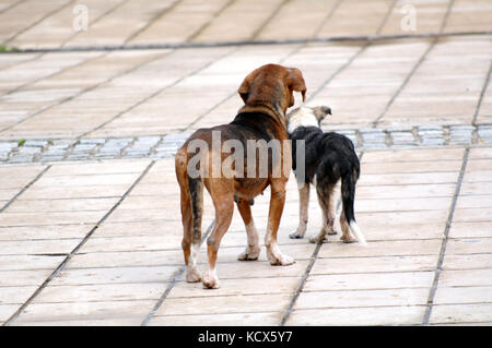 icture of a sad stray dogs on the street Stock Photo