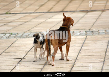 icture of a sad stray dogs on the street Stock Photo