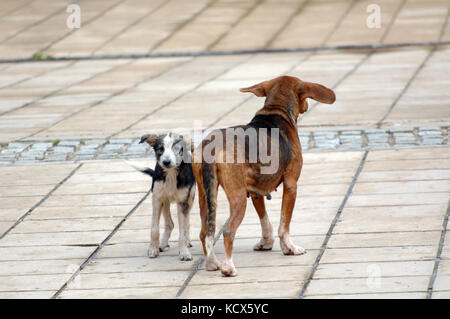 icture of a sad stray dogs on the street Stock Photo